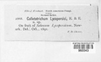 Colletotrichum lycopersici image